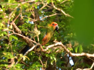 Golden-capped Parakeet