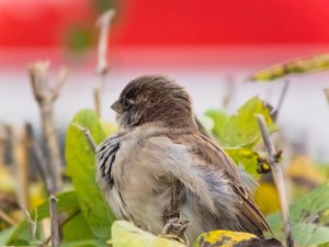 House sparrow