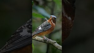 White-throated Rock Thrush