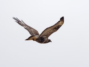 Rough-legged buzzard in flight