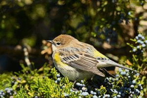 Yellow Rumped Warbler