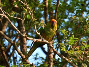 Golden-capped Parakeet