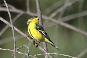 The wind in his feathers