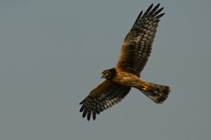 Northern Harrier, immature/female