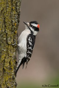 Downy Woodpecker