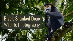 Wildlife Photography Critically Endangered Black-shanked douc In Cat Tien NP South Vietnam