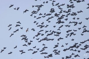 Eurasian sparrowhawk rushing into the mass flock of Daurian jackdaws