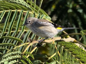 Yellow rumped warbler