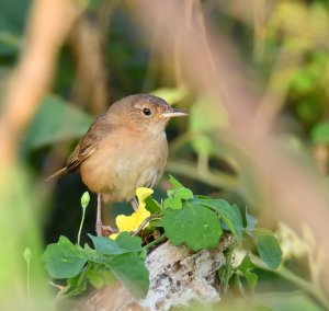 Southern House Wren | BirdForum