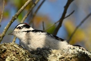 Downy Woodpecker