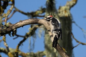 Downy woodpecker