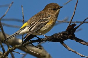 Yellow-rumped Warbler