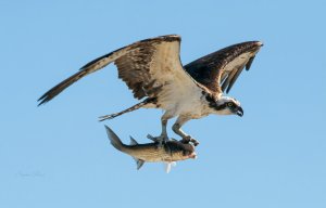 Osprey with lunch
