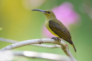 Thick-billed Spiderhunter