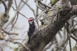 Downy woodpecker