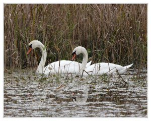 Mute Swan