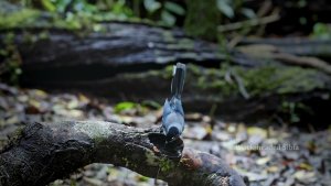 Black-headed Sibia bird in Vietnam