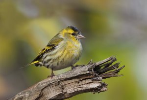 Eurasian Siskin