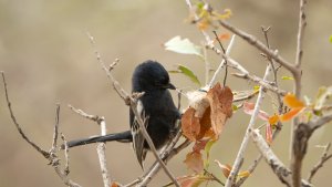 Southern Black Tit