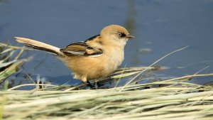 Bearded Reedling