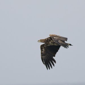 Immature white-tailed eagle in flight