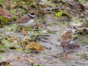 Common ringed plover and dunlin
