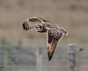 Short Eared Owl