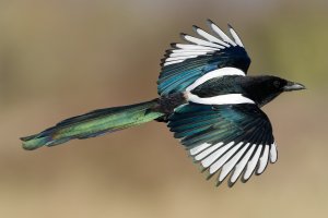 Magpie looking quite exotic