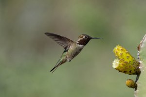 Anna's hummingbird on Saguaro cactus flower