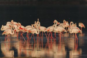 Greater Flamingo in early morning sun