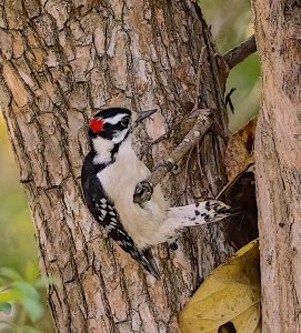 Downy Woodpecker, Male