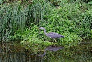 Grey Heron riverscape