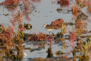 Little Stint