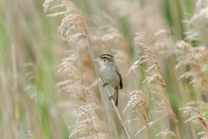 Sedge Warbler warbling