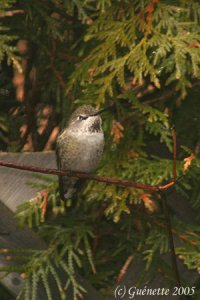 Anna's Hummingbird