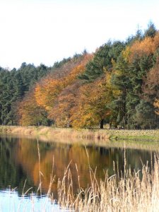 Rainbow trees