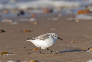 Sanderling on Norfolk beach