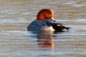 Wigeon in late afternoon sun