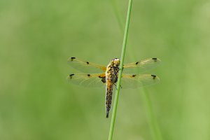 Four Spotted Chaser - reminder of summer!