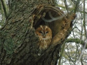 Tawny owl