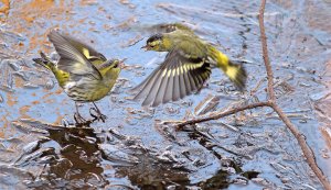 Eurasian siskin