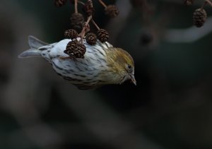 Alder cone lover....