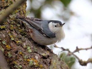 White breasted nuthatch