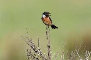 Stonechat - back in summer when it wasn't raining!