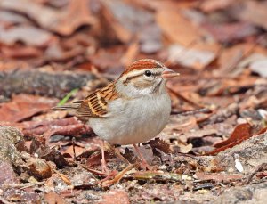 Chipping Sparrow