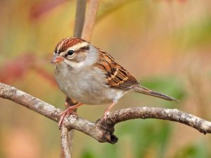 Chipping Sparrow