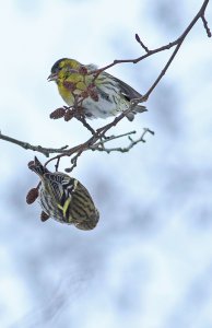 Eurasian siskin