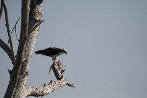 Osprey