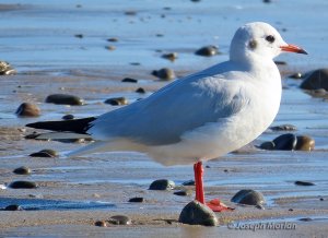 Black-headed Gull