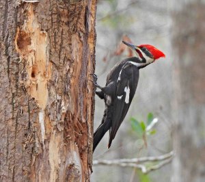 Pileated Woodpecker